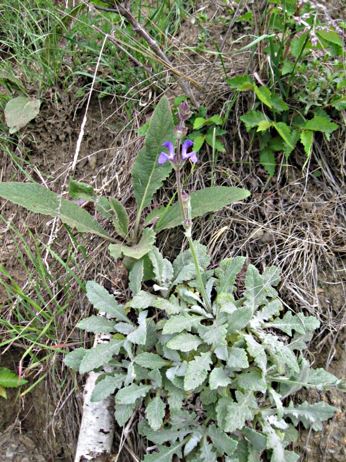 Изображение особи Salvia canescens.