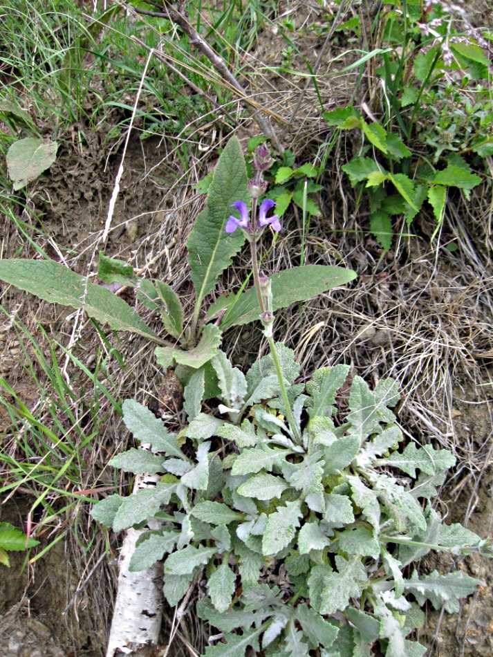 Image of Salvia canescens specimen.