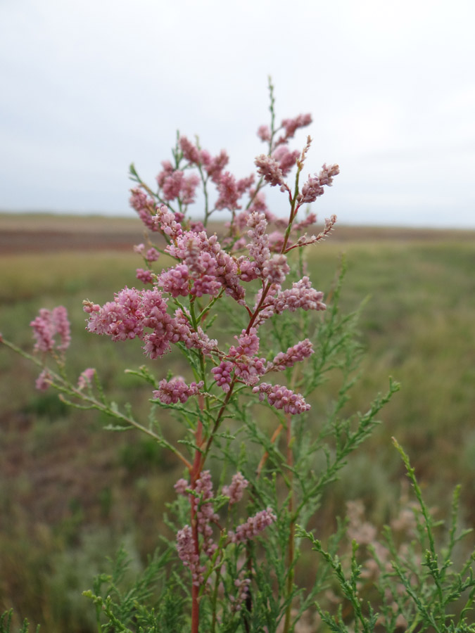 Изображение особи Tamarix gracilis.