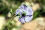 Linum macrorhizum