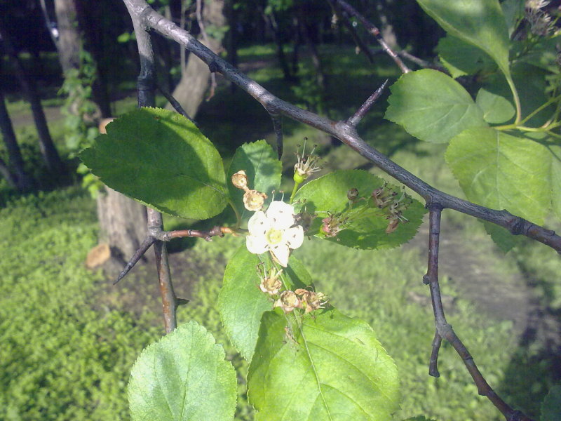 Изображение особи Crataegus douglasii.