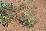 Astrodaucus littoralis. Цветущие растения на песчано-ракушечном пляже. Крым, Ленинский р-н, между с. Яковенково и горой Опук. 20.07.2013.