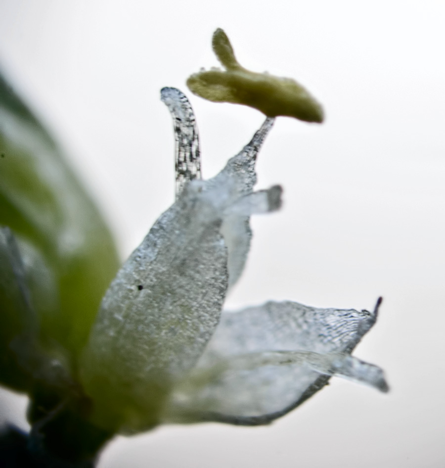 Image of Amaranthus albus specimen.