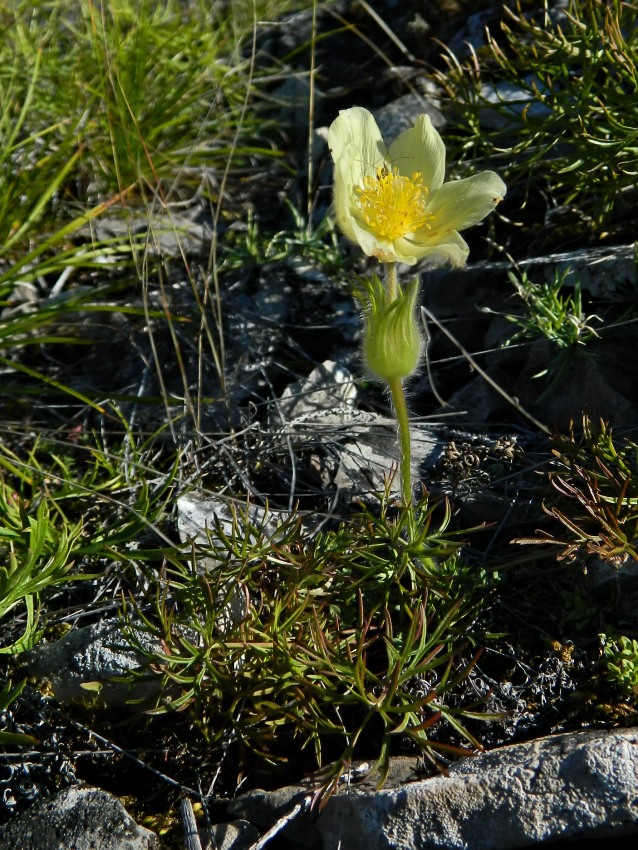 Изображение особи Pulsatilla angustifolia.