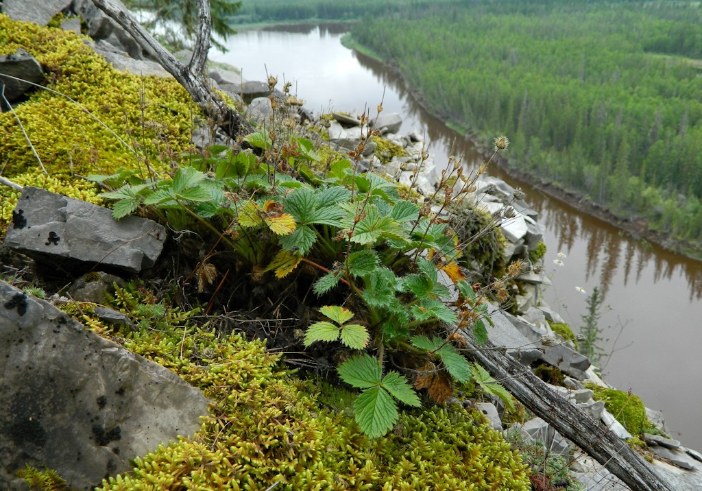 Изображение особи Potentilla asperrima.