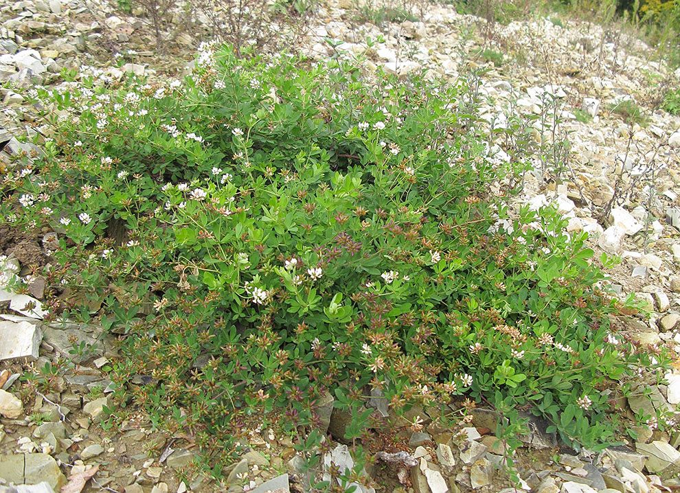 Image of Dorycnium graecum specimen.