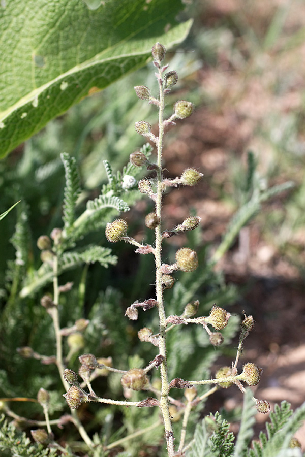 Image of Biebersteinia multifida specimen.