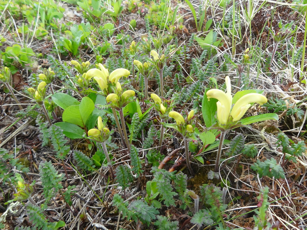 Image of Pedicularis capitata specimen.