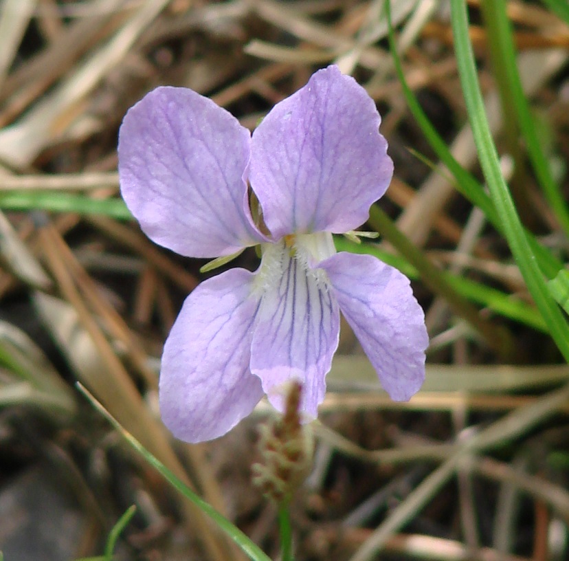 Image of Viola dactyloides specimen.