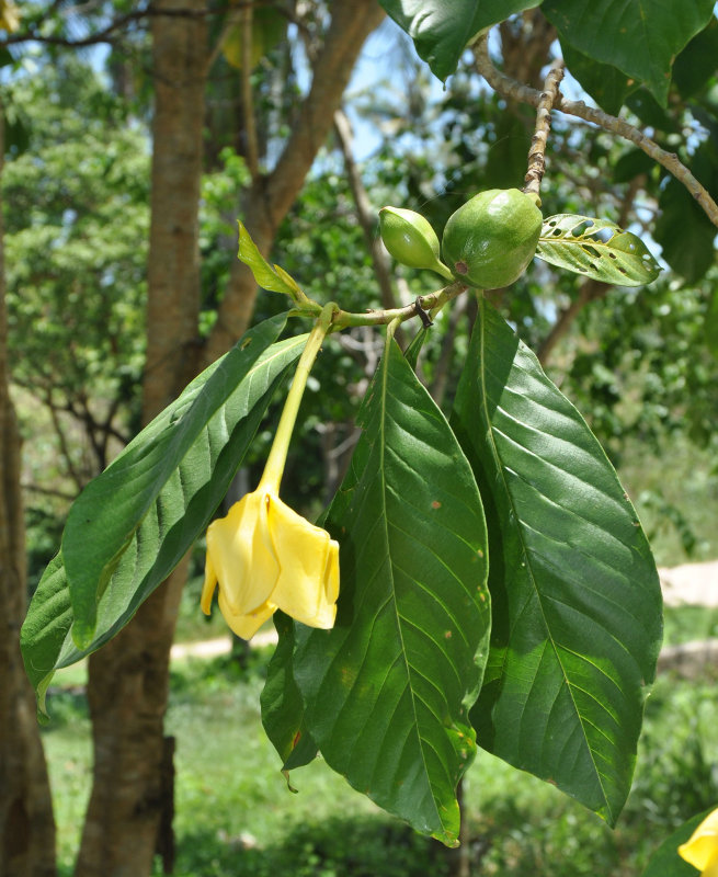 Image of Gardenia carinata specimen.