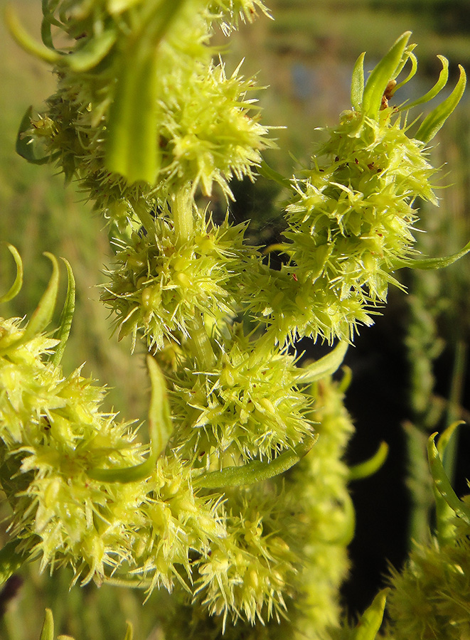 Изображение особи Rumex maritimus.