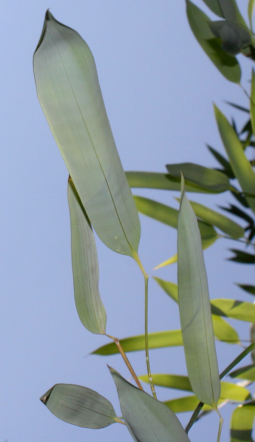 Image of genus Bambusa specimen.