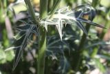 Eryngium variifolium