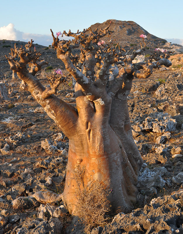 Image of Adenium obesum ssp. socotranum specimen.