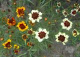 Coreopsis tinctoria