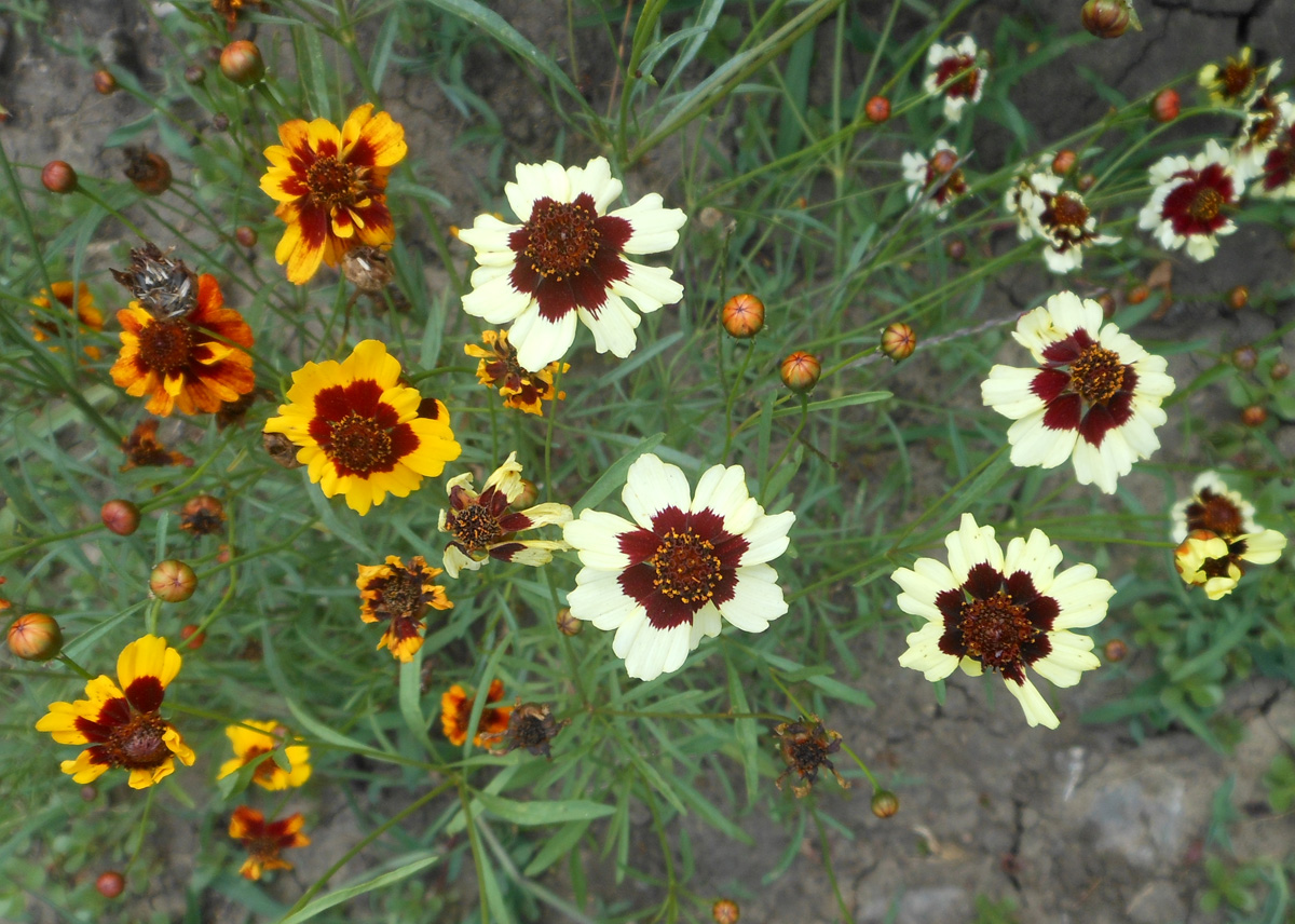 Image of Coreopsis tinctoria specimen.