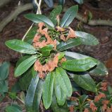 Rhododendron discolor. Верхушки побегов с отцветшими соцветиями. Германия, г. Essen, Grugapark. 29.09.2013.