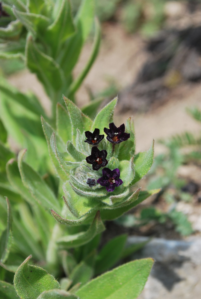 Изображение особи Macrotomia ugamensis.