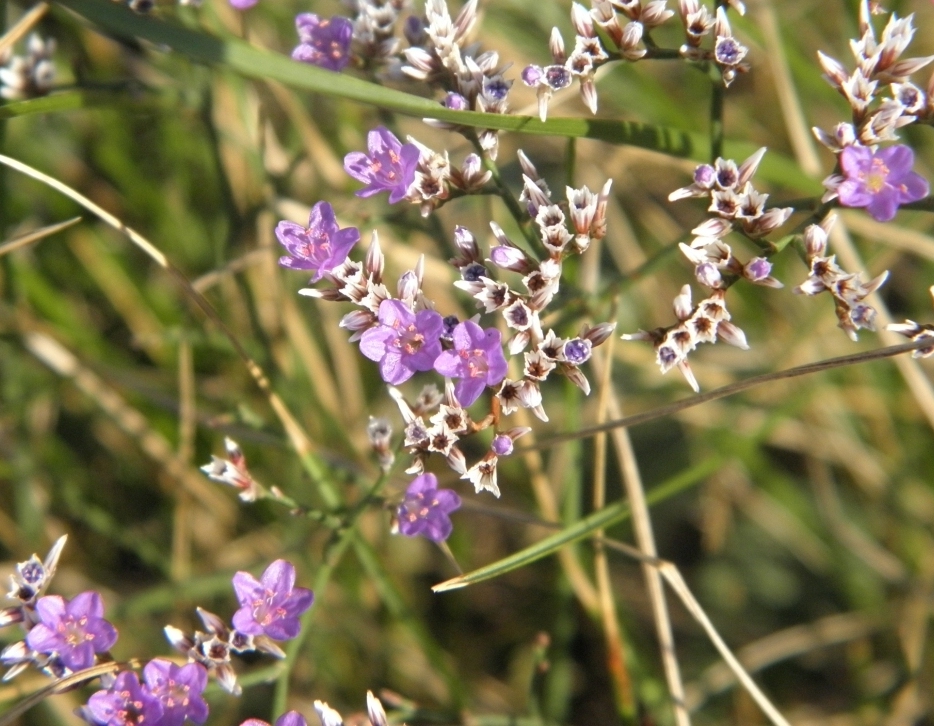 Изображение особи Limonium sareptanum.