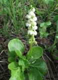 Pyrola minor. Цветущее растение на опушке леса. Коми, Княжпогостский р-н, окр. пос. Ропча, долина руч. Дюкачева. 12.07.2013.