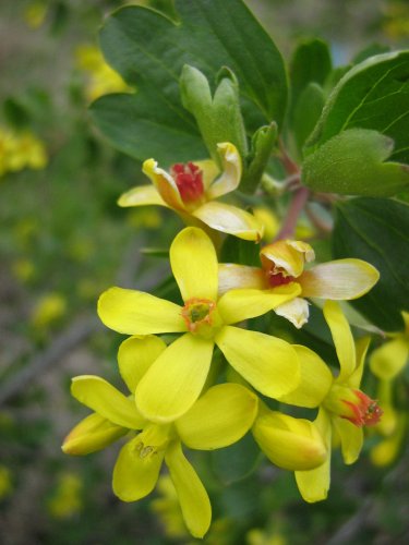 Image of Ribes aureum specimen.