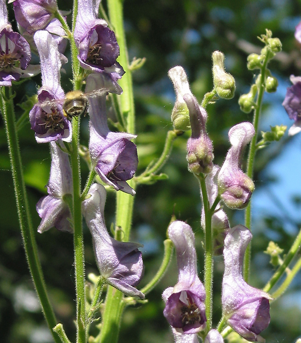 Image of Aconitum leucostomum specimen.