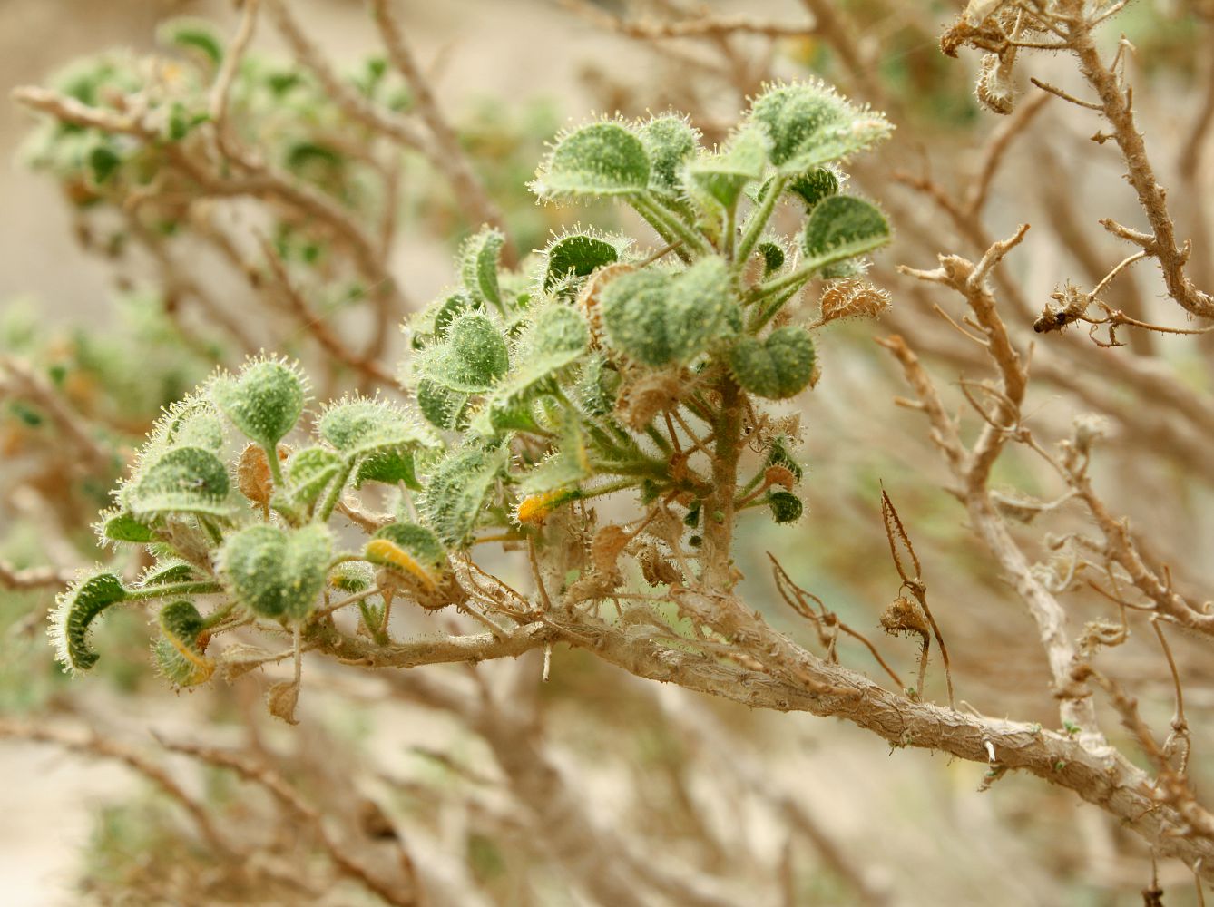 Image of Cleome droserifolia specimen.