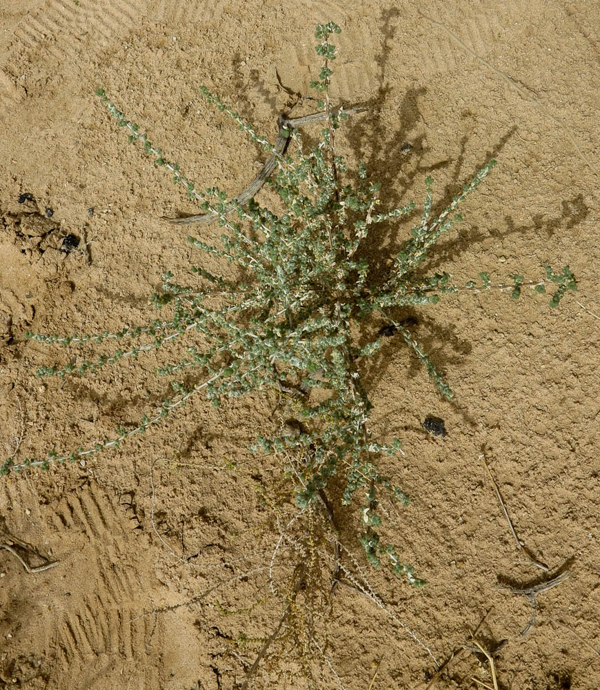 Image of Traganum nudatum specimen.