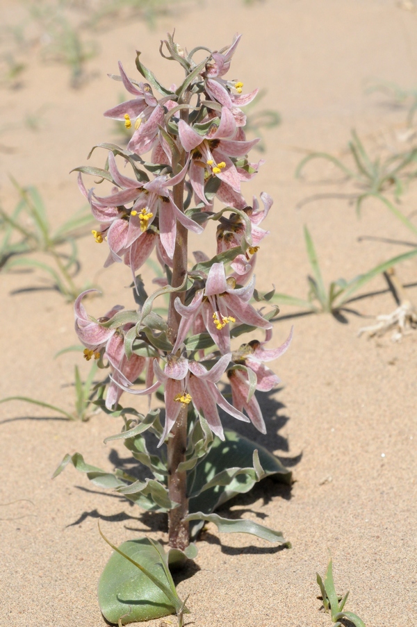 Изображение особи Rhinopetalum karelinii.