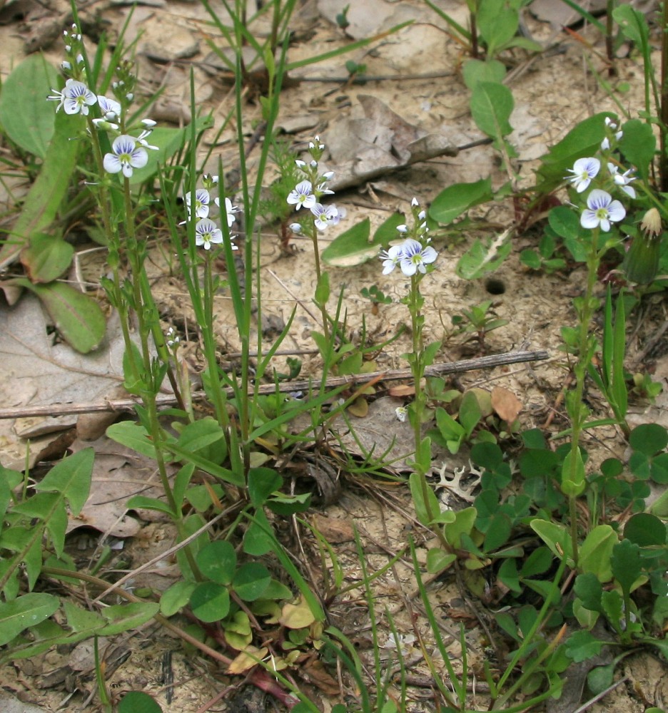 Изображение особи Veronica serpyllifolia.