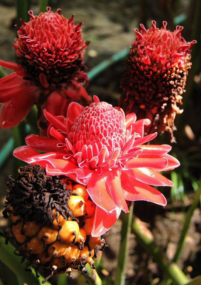 Image of Etlingera elatior specimen.