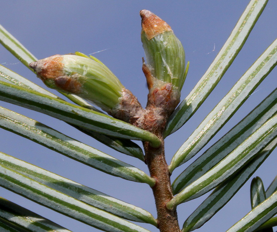 Image of Abies grandis specimen.