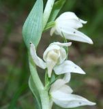 Cephalanthera epipactoides