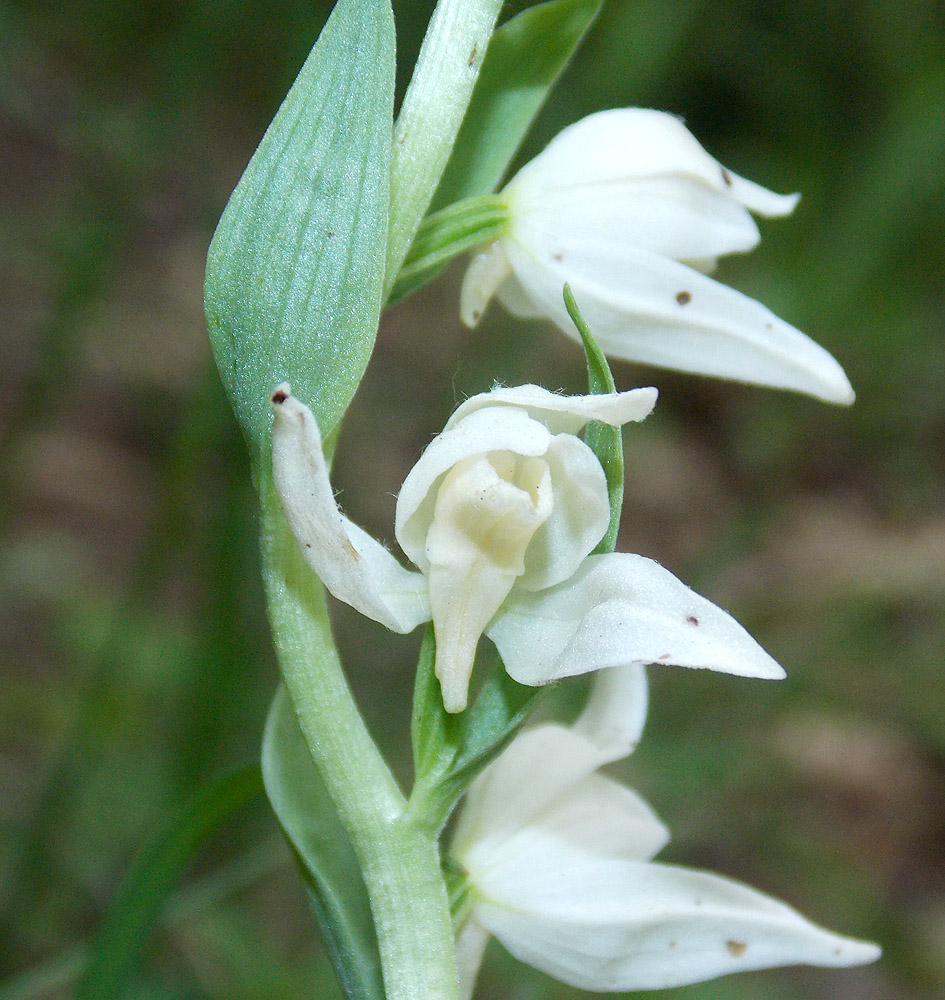 Изображение особи Cephalanthera epipactoides.