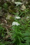 Achillea biserrata