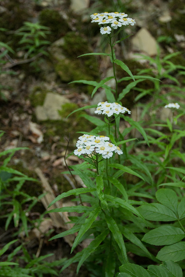 Image of Achillea biserrata specimen.