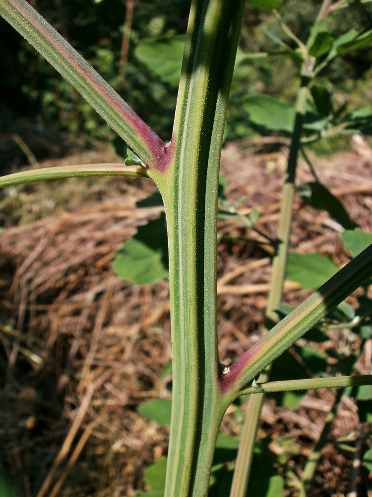 Image of Chenopodium album specimen.