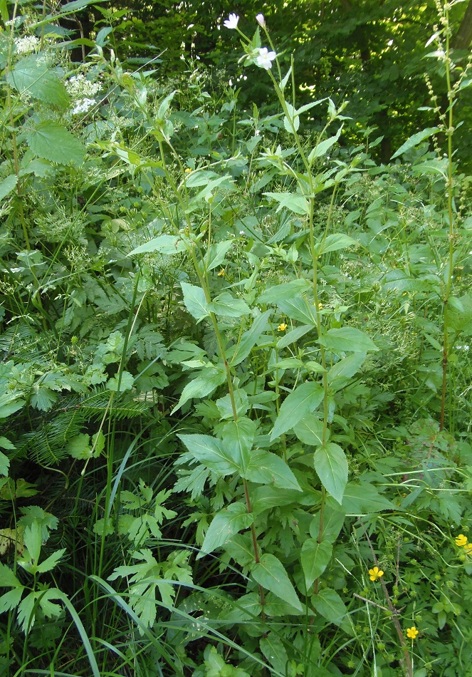 Изображение особи Epilobium montanum.