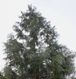 Thuja koraiensis. Верхняя часть кроны взрослого растения. Германия, г. Дюссельдорф, Ботанический сад университета. 03.06.2014.