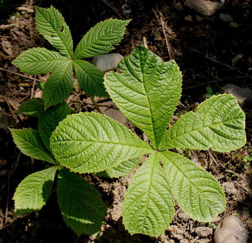 Изображение особи Rodgersia aesculifolia.