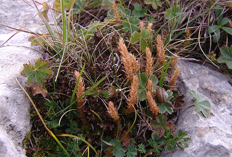 Image of Selaginella selaginoides specimen.