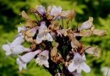 Penstemon digitalis. Верхняя часть отцветающего соцветия. Германия, г. Дюссельдорф, Ботанический сад университета. 03.07.2014.