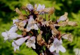 Penstemon digitalis