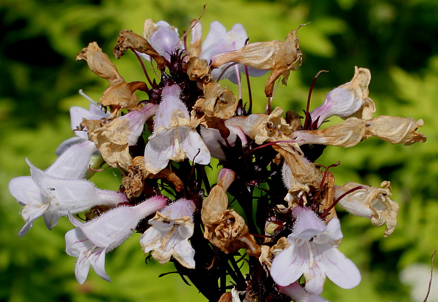 Изображение особи Penstemon digitalis.