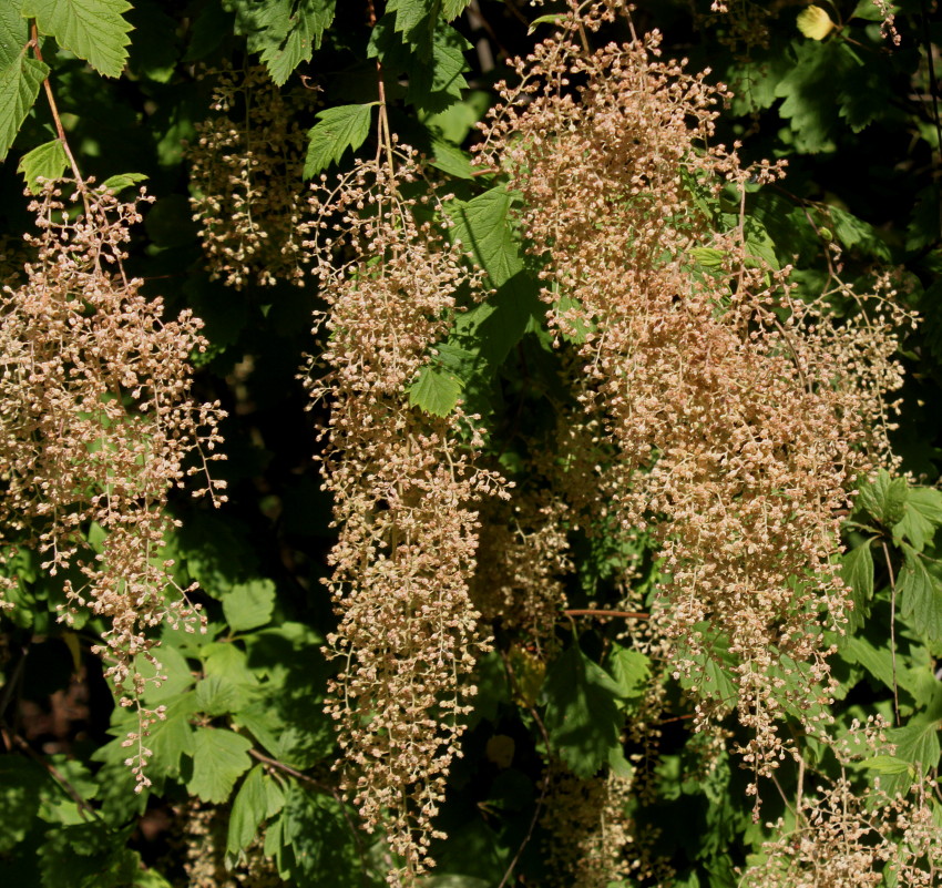 Изображение особи Holodiscus discolor.