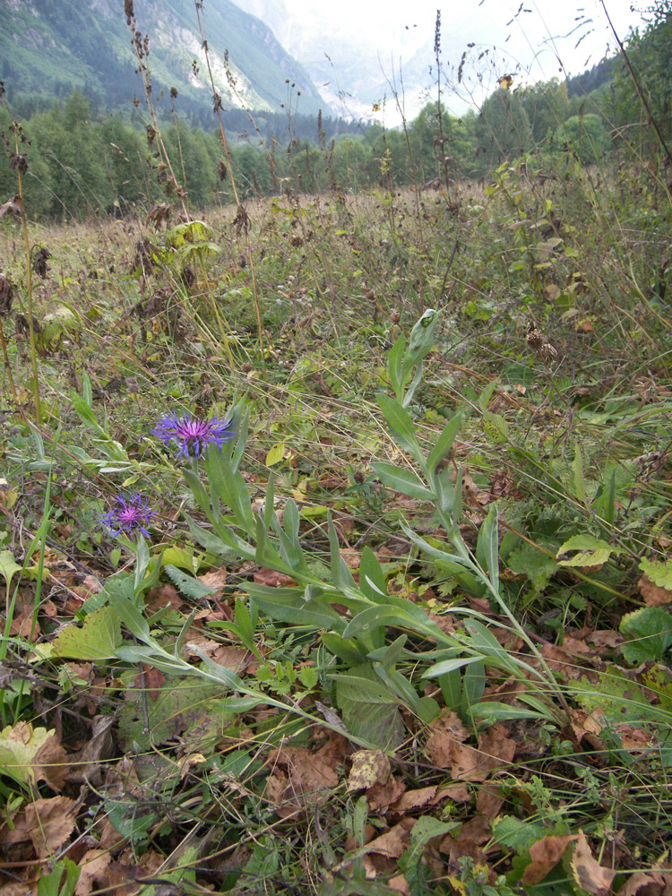 Изображение особи Centaurea nigrofimbria.