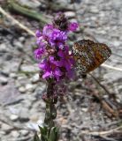 Image of taxon representative. Author is Анна Малыхина