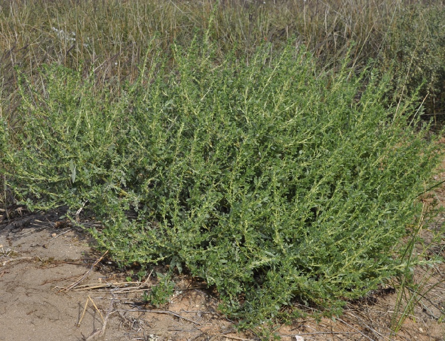 Image of Amaranthus albus specimen.