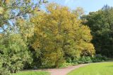 Betula ermanii