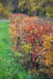 род Crataegus